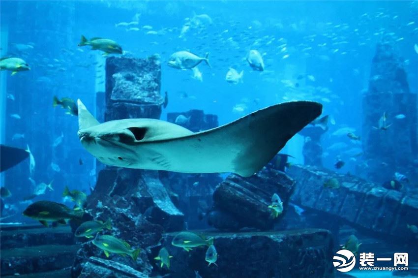 迪拜棕榈岛亚特兰蒂斯度假酒店海洋馆 鲨鱼