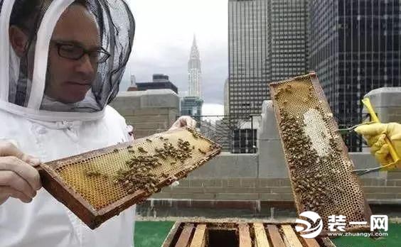 屋顶农场蜜蜂养殖