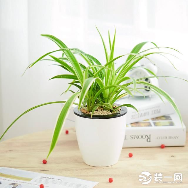 室内绿植装饰吊兰