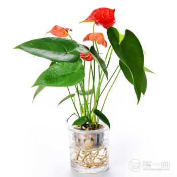 绿植装饰红掌