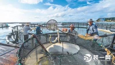 南麂岛渔民捕鱼图