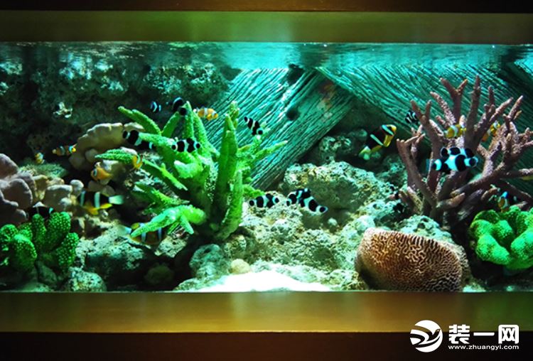 生态鱼缸壁纸图片展示