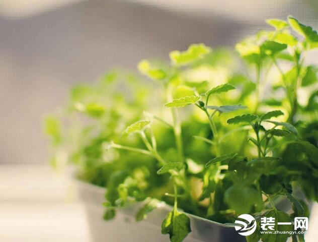 绿色植物