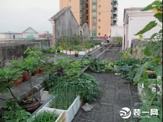 楼顶菜园图片楼顶菜园实景图片楼顶菜园设计实景图大全