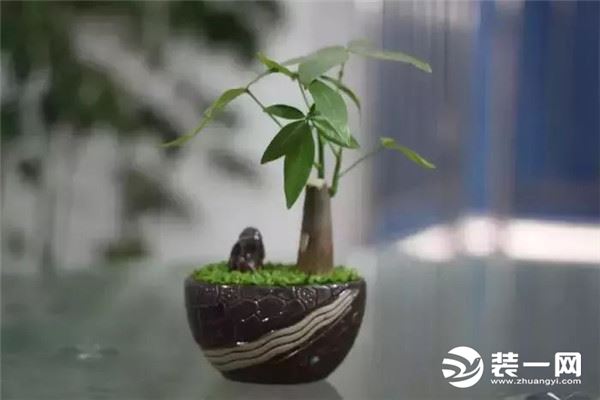 旺财植物