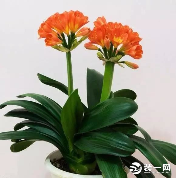 阴面房间养什么植物