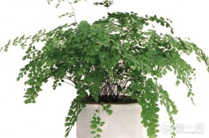 室内吸收甲醛的植物有哪些？吸收甲醛的植物排名