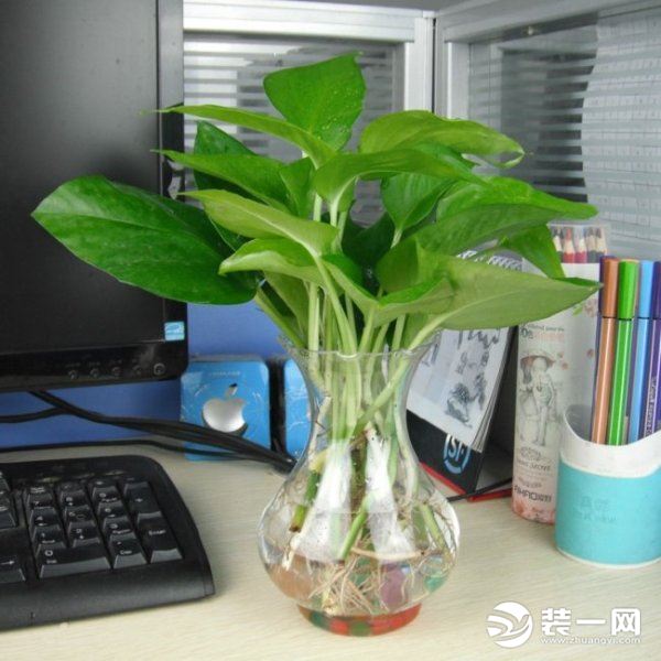 办公桌摆放植物图片