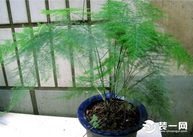 室内装饰最受欢迎的8大绿植 文竹