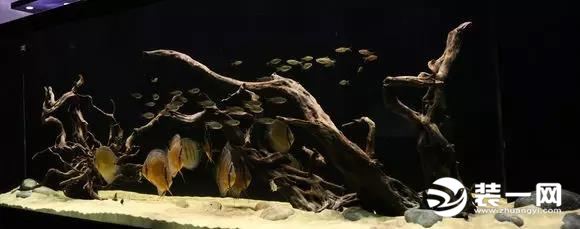 小型鱼缸造景效果图实例