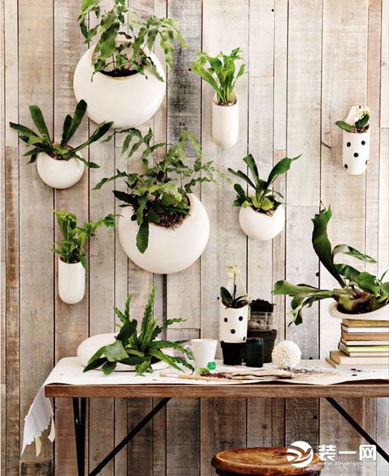 室内墙上植物装饰