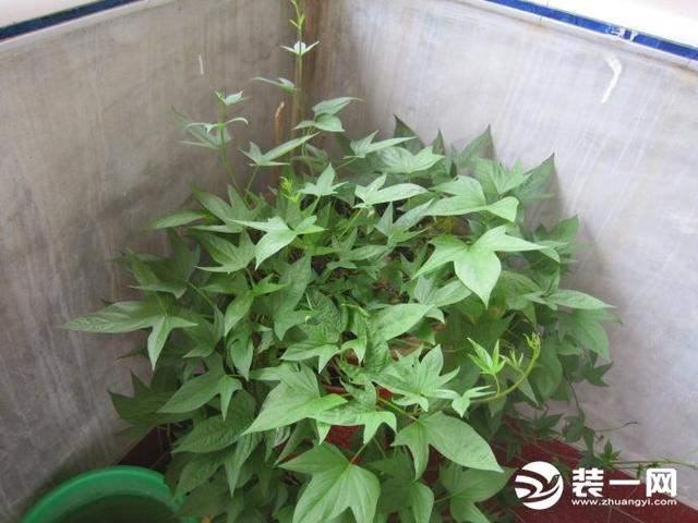 阳台种菜可以种哪些蔬菜