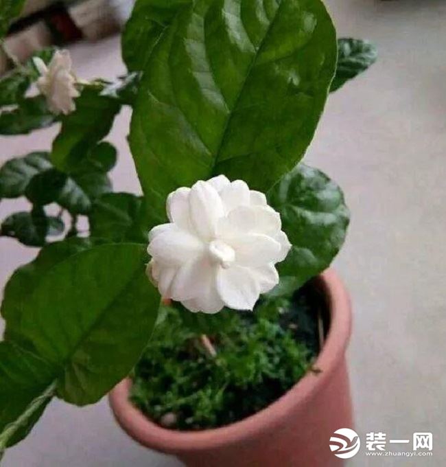 开花植物示意图