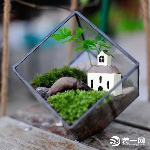 玻璃缸植物造景图片