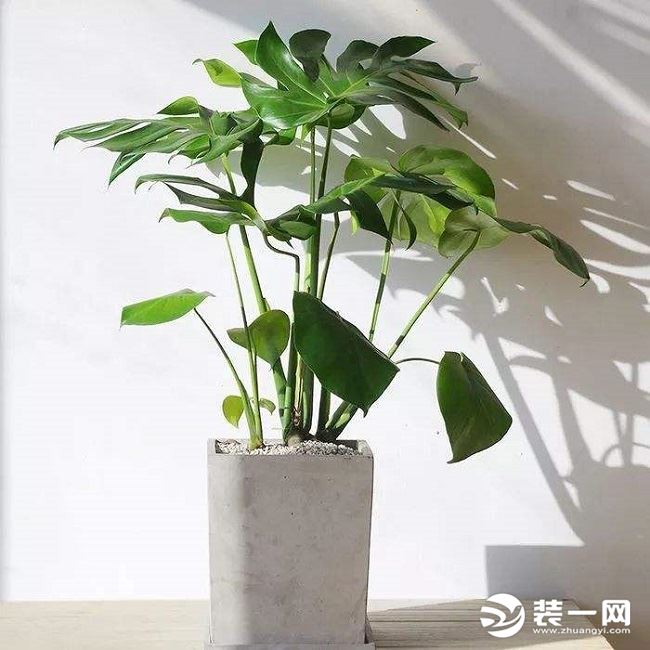 室内防尘植物示意图