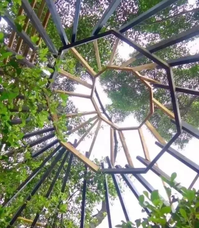广州建造的最高树屋设计效果图