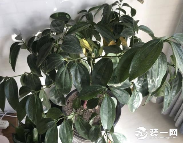 阳台绿植盆栽