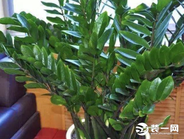 阳台绿植盆栽