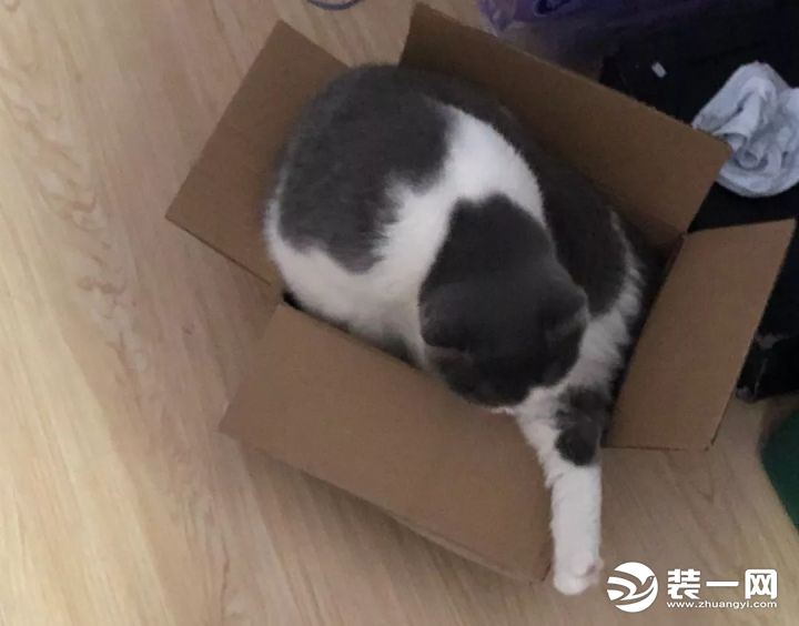 猫与纸盒子示意图