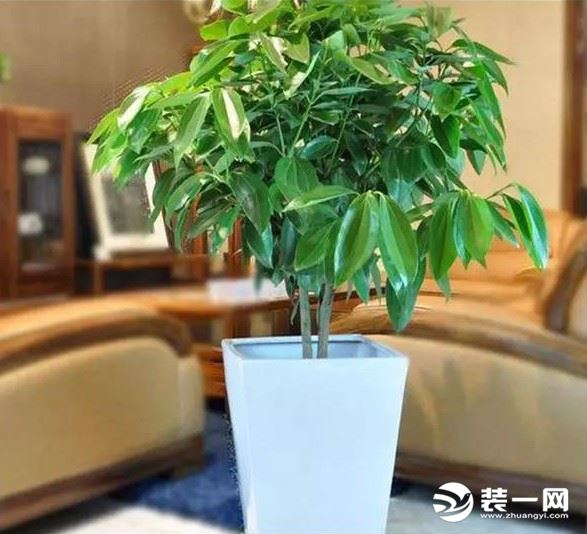 襄阳装修网卫生间适合放什么植物