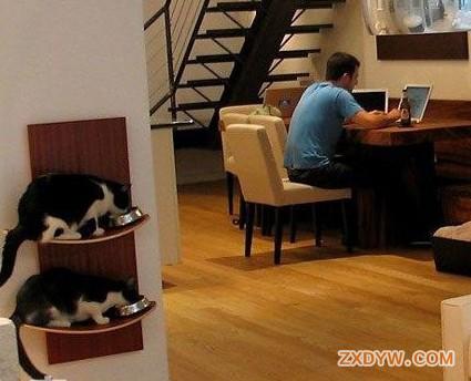 宠物猫家居装修设计